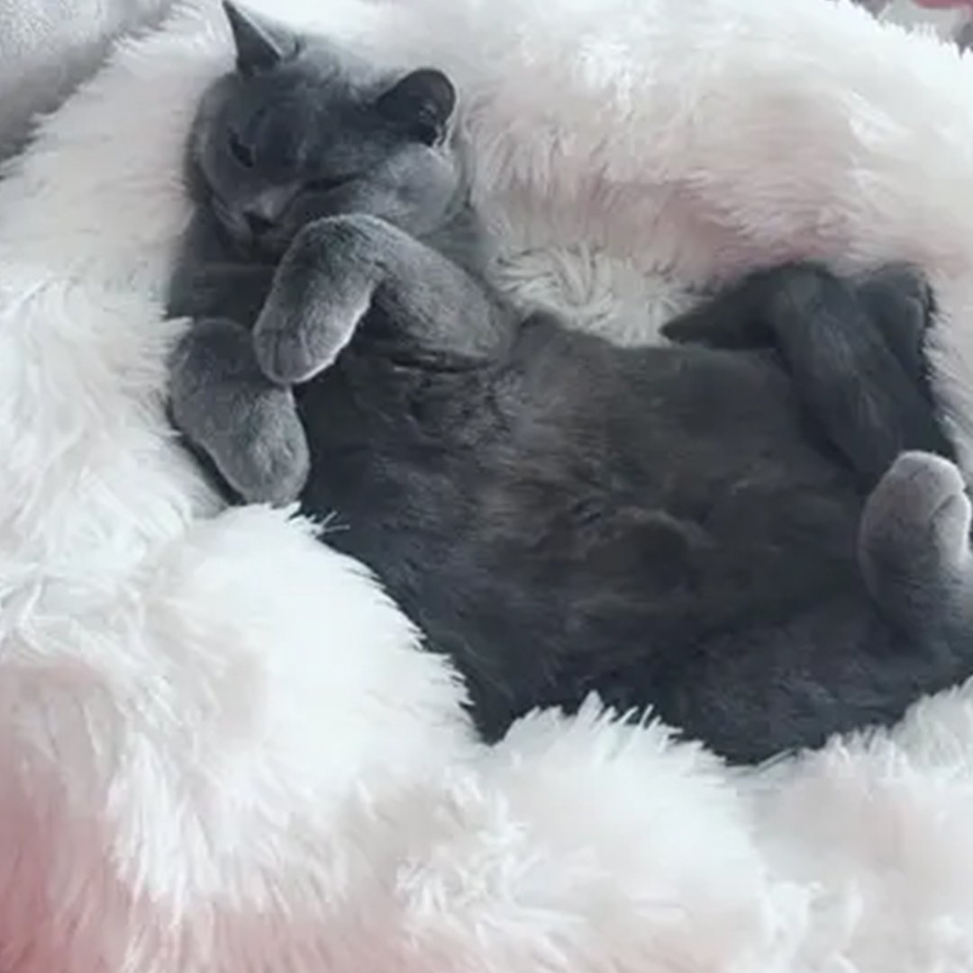 • سرير الحيوانات الاليفة - الصورة 2